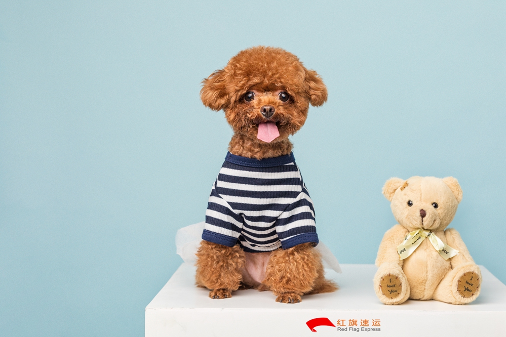 16588036306932.jpg 攝圖網_501390256_貴賓犬小泰迪(企業商用)_副本.jpg